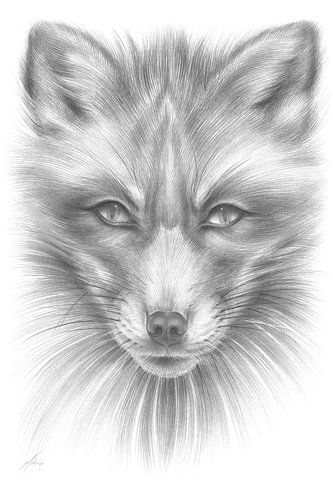 Fuchs mit fokussiertem Blick von Adriana Müller