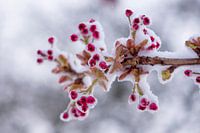 Schnee