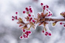 Snow by Danielle van Rossum