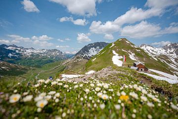 herrlicher blumiger Blick in den Lechtaler Alpen bei Zürs auf dem Weg zur Stuttgarter Hütte