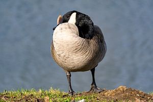 Grijze Canadese gans aan het water