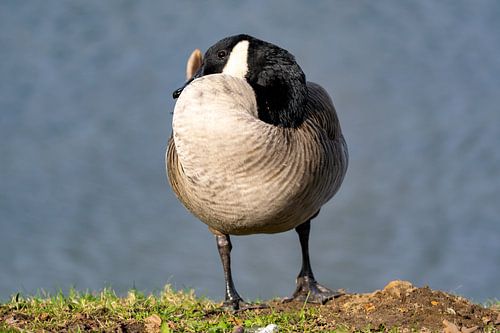 Grijze Canadese gans aan het water