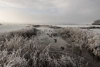 Dutch landscape