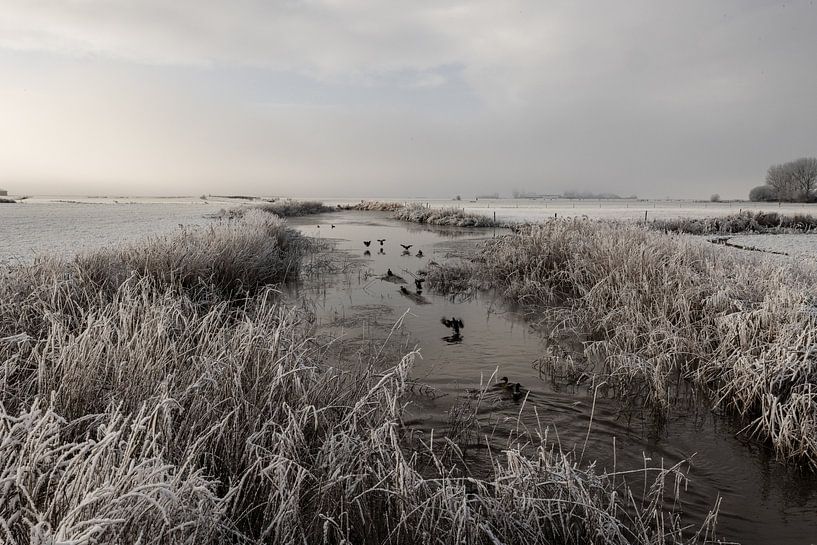Dutch landscape by Willy Sybesma