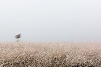 Rijp op de heide