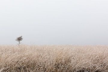 Rijp op de heide