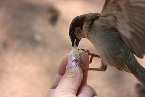 Tiere; Hungriger Spatz