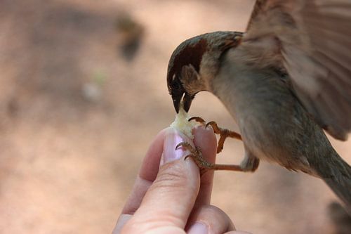 Tiere; Hungriger Spatz