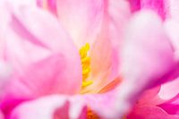 detail of the stamens of a peony