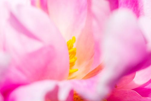 detail van de meeldraden van een pioenroos