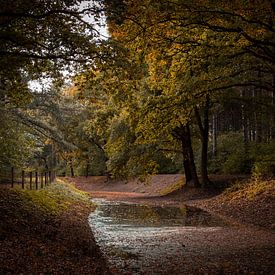 Watercourse through the forest by Robbert Wille