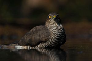 Sperwer