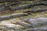 Écorce d'arbre - Structure