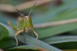 Macro of a grasshopper by Daphne van der straaten
