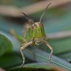 Macro d'une sauterelle sur Daphne van der straaten