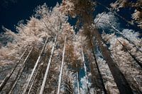 Infrared old Warande