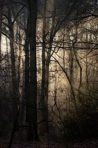 Atmosphère de la forêt