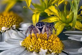 Jumping pin on flower by Ivar Kooren