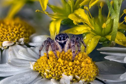 Jumping pin on flower