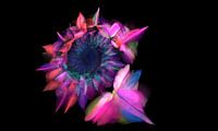 Dragon Flower