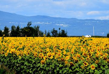 Een veld met zonnebloembloem van Claude Laprise