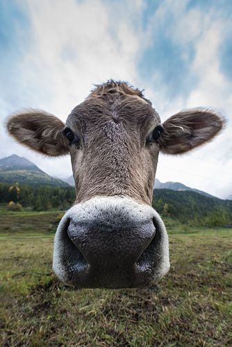 Portrait of a Swiss cow.