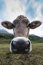 Portret van een Zwitserse koe. van Rick Ermstrang thumbnail