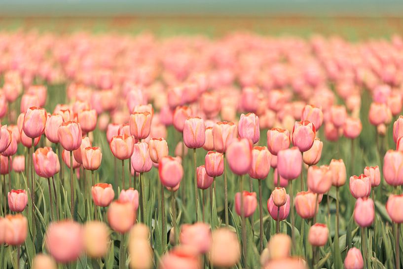 Tulpen roze van Marjan Schmit Visser