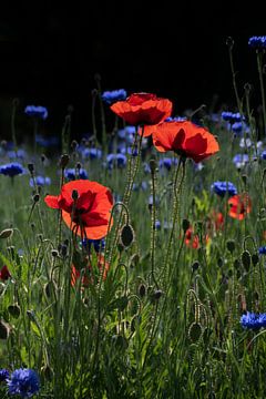 rode klaprozen en blauwe korenbloemen in staand formaat