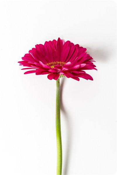 Gerbara von Jim Plaum