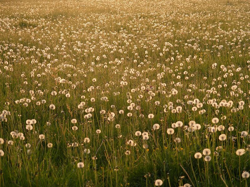 paardebloemen by Mirjam van Ginkel