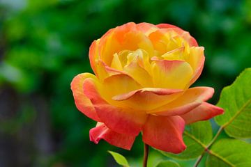 Geel en rose  een aparte natuur combinatie van Jolanda de Jong-Jansen