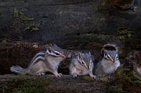 Syberische grondeekhoorn