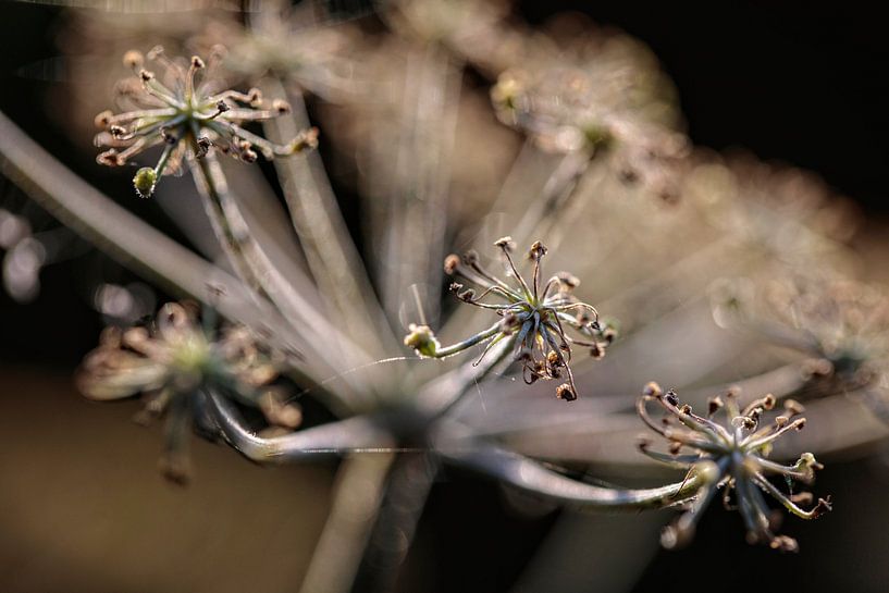 Cowslips by Rob Boon