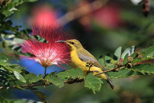 Olijfrugzonnediefje (Cinnyris jugularis) Regenwoud, Queensland