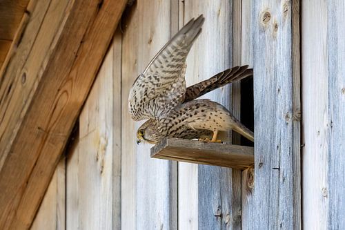 A kestrel flies off