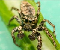 Huisspringspin (pseudeuophrys)