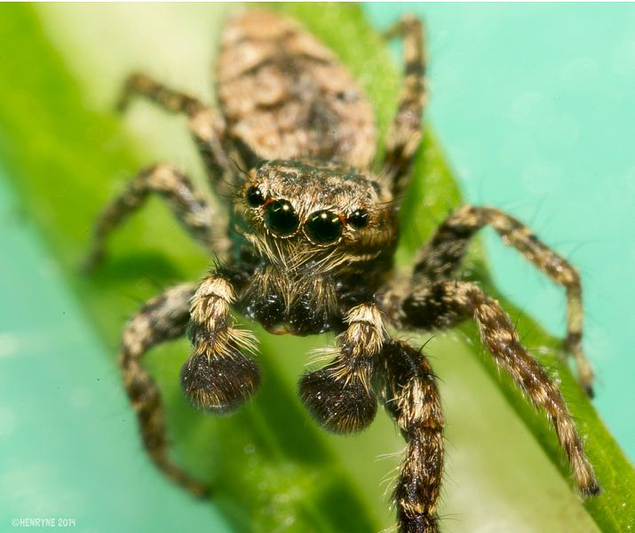 Huisspringspin (pseudeuophrys) van Henry van Schijndel