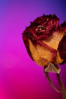 Rose!