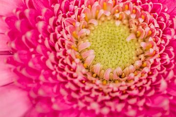 Roze Gerbera tot in de details