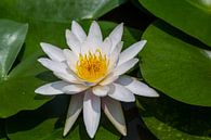 Witte Lotus van Peter Leenen thumbnail