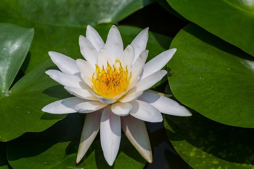 Witte Lotus van Peter Leenen