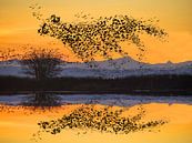 Vogels in vlucht veranderen in rennende cheetah print van Martijn Schrijver thumbnail