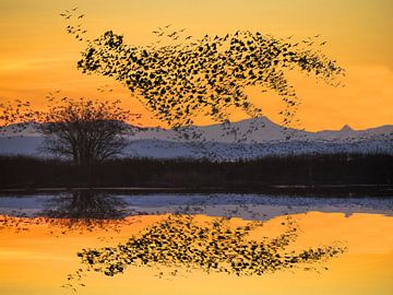 Vogels in vlucht veranderen in rennende cheetah print van Martijn Schrijver
