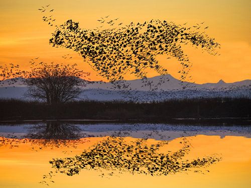 Vogels in vlucht veranderen in rennende cheetah