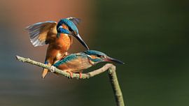 kingfisher mating by H. Kiewiet