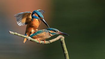 kingfisher mating