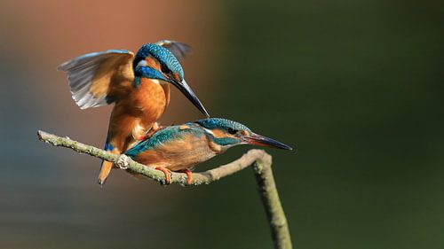 kingfisher mating