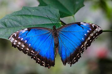 Blauwe vlinder van STEVEN VAN DER GEEST