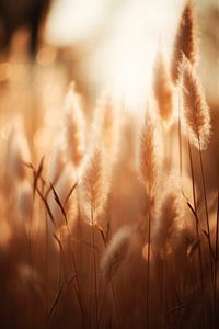 Pampas Grass At Morning von Treechild